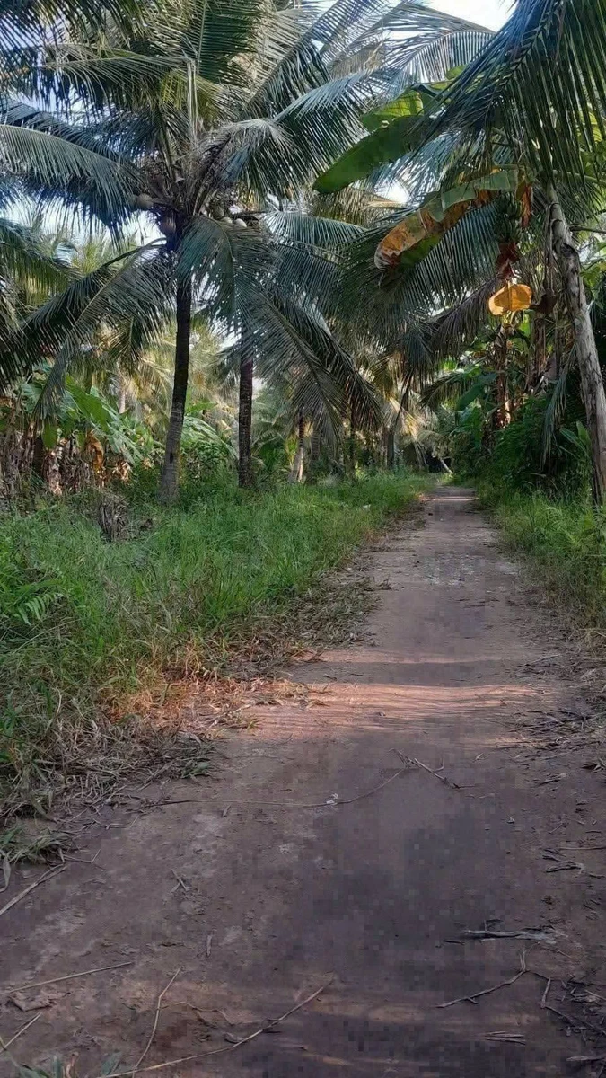 Bán đất vườn dừa 1500m2 mặt tiền lộ hoa tại Thành An, Mỏ Cày Bắc, Bến Tre - Ảnh thu nhỏ 3
