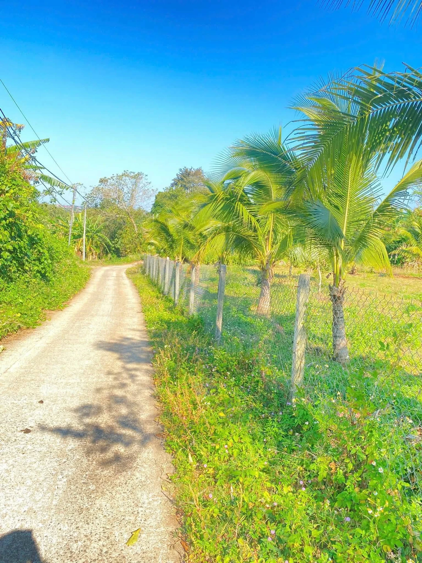 Bán 1.200m² đất Ô Việt Ê Pan, Bình Chánh - Ảnh 1