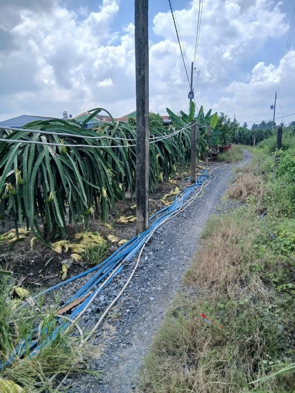 Bán đất lúa 2 công Ấp Bình Ân, Long An
