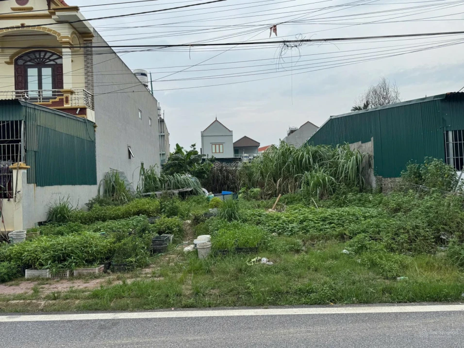 Đất 252m2 Phong Hải, Quảng Yên 100% đất ở đô thị, sổ đỏ lâu dài, vị trí QH - Ảnh thu nhỏ 3