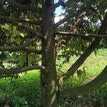 Bán 6,5 ha đất trồng sầu riêng Xã Ea Wer, Đắk Lắk - Ảnh thu nhỏ 1