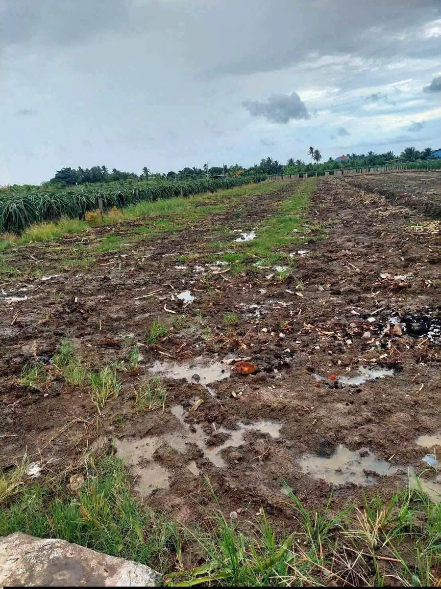 Bán 1500m2 đất lúa mặt tiền đường đan, view kênh tại Vĩnh Công, Châu Thành, Tây Ninh - Ảnh thu nhỏ 2