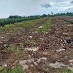Bán 1500m2 đất lúa mặt tiền đường đan, view kênh tại Vĩnh Công, Châu Thành, Tây Ninh - Ảnh thu nhỏ 2