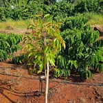 Bán 1,5 héc đất đỏ bazan tại Eapok Cưmgar, Đắk Lắk - Ảnh thu nhỏ 2