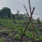 Bán đất vườn 1.000m² La Ngà, view sông núi, giá 575 triệu - Ảnh thu nhỏ 2