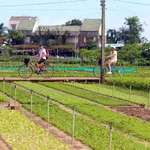 Bán đất 195m² mặt tiền 8m xây villa gần làng rau Trà Quế, Hội An - Ảnh thu nhỏ 1