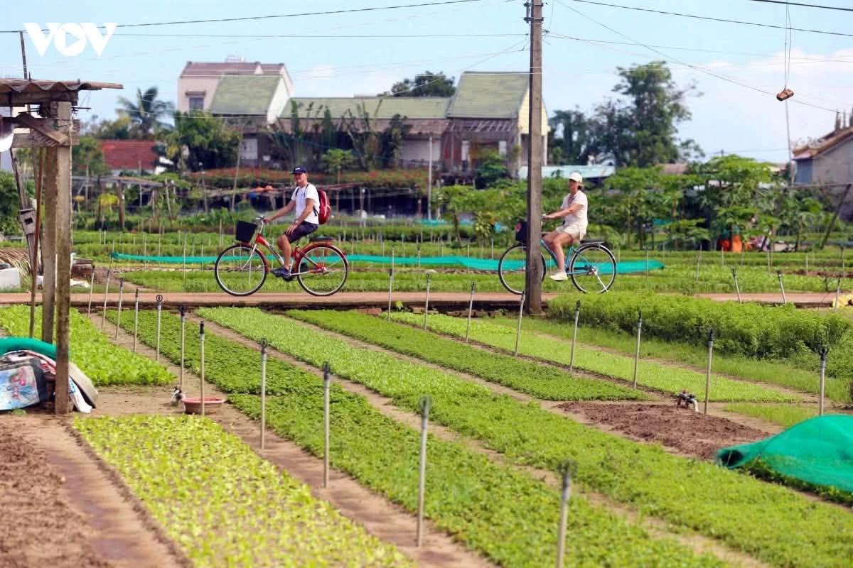 Bán đất 195m² mặt tiền 8m xây villa gần làng rau Trà Quế, Hội An - Ảnh 1