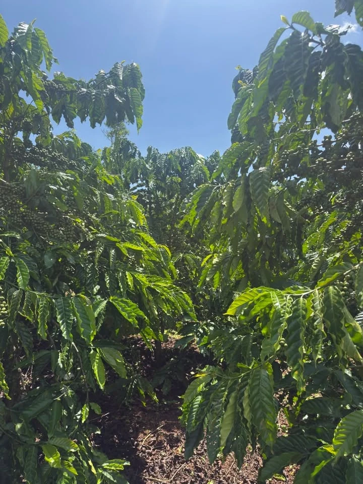Bán đất Hoài Đức 11.000m² giá 7.2 tỷ - Ảnh thu nhỏ 4