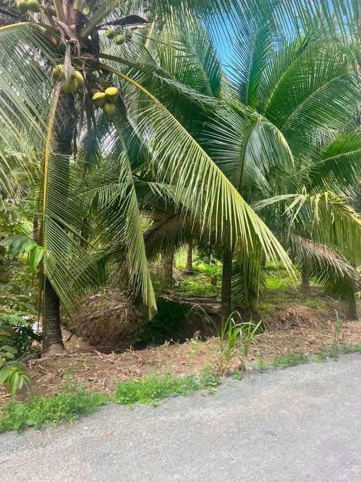 Bán 6 công đất vườn dừa Lộc Thuận Vĩnh Long, 2,7 tỷ - Ảnh thu nhỏ 4