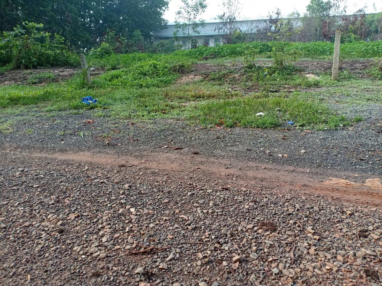 Bán đất full thổ cư 130m² Phước Thạnh Tây Ninh 495 triệu - Ảnh 1