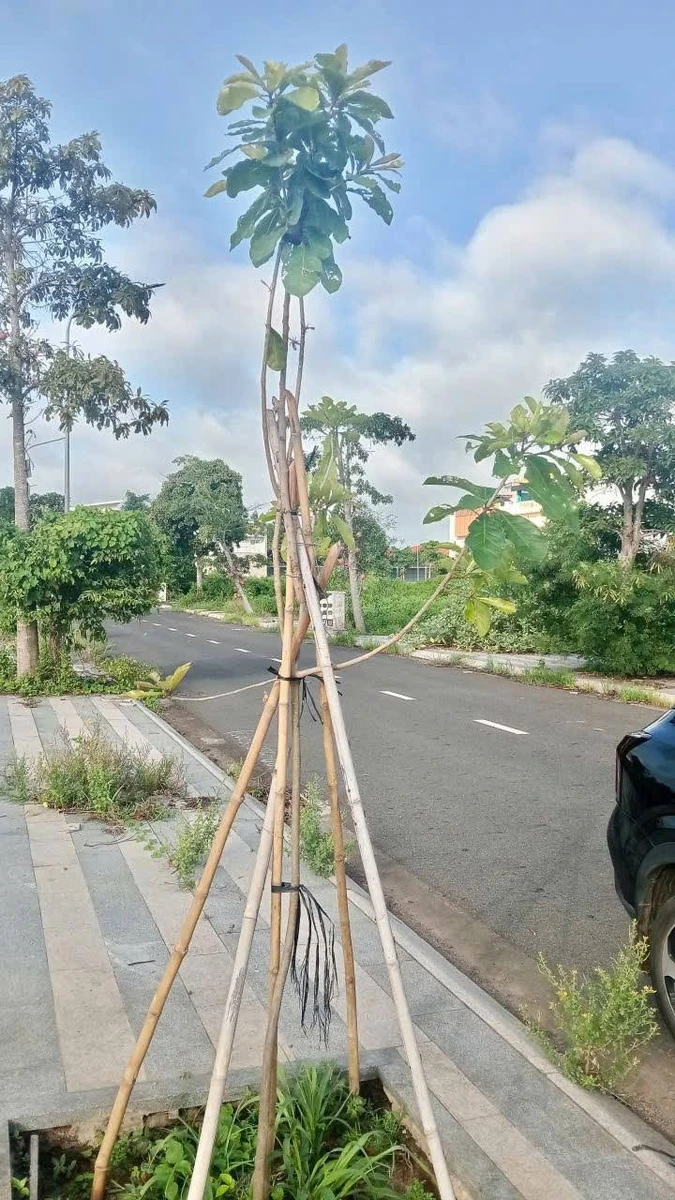Bán lô đất 138m² Bà Rịa giá 2.68 tỷ - Ảnh thu nhỏ 3