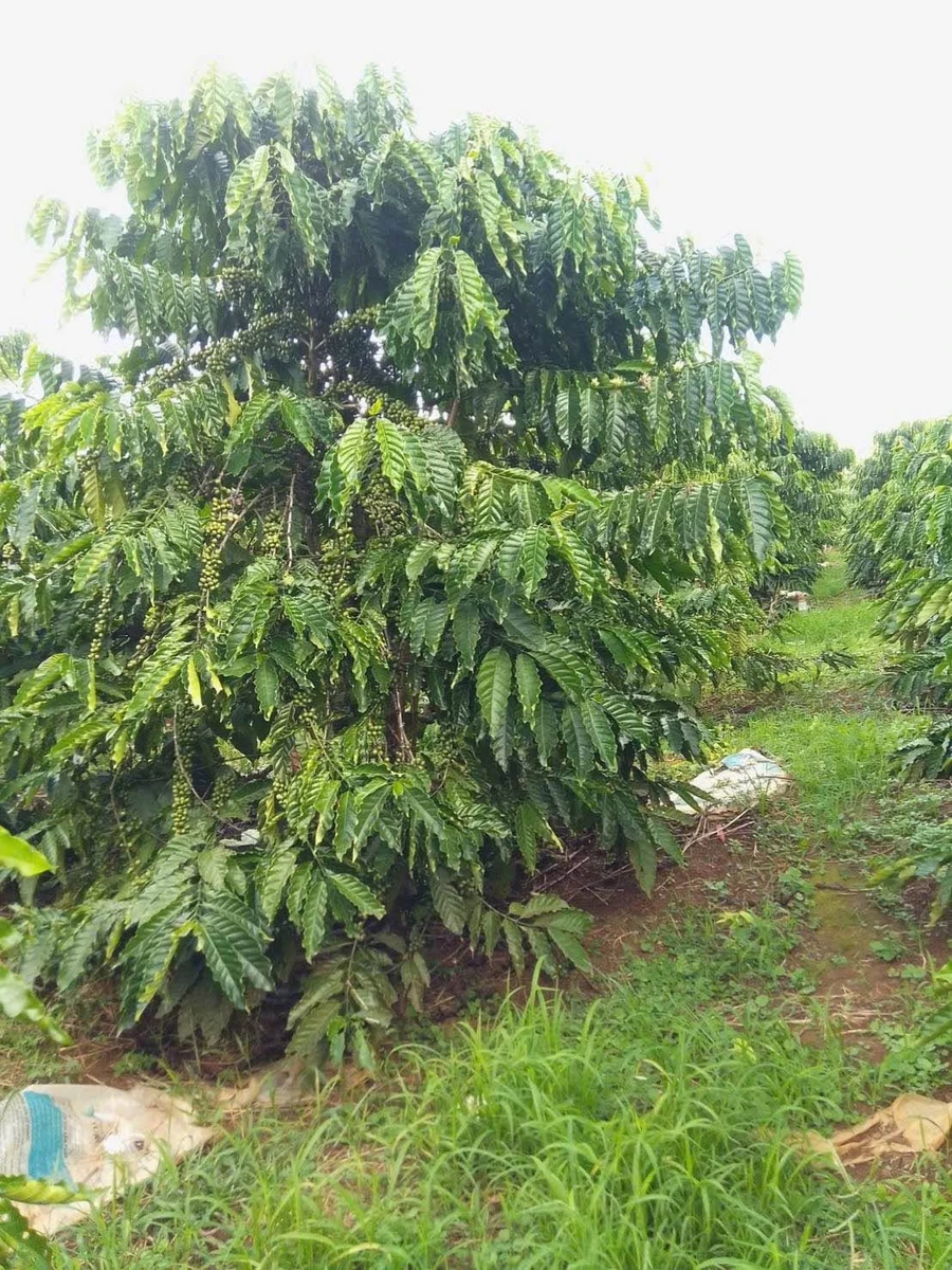 Bán rẫy cà phê 2,5ha ở Gia Nghĩa, Đắk Nông, giá 5 tỷ - Ảnh thu nhỏ 3