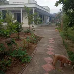 Bán đất vườn dừa 4600m² Phú Nhuận Bến Tre 950tr/công - Ảnh thu nhỏ 3