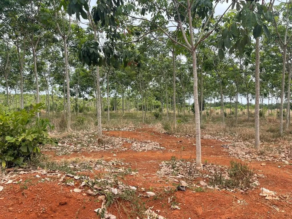 Bán đất cao su non 1.87 hecta ở Ấp 6, Bình Dương - Ảnh thu nhỏ 2