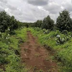 Bán 3.6 ha sầu riêng Đồng Phú, Bình Phước - Ảnh thu nhỏ 3