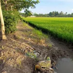 Bán 18 công đất lúa Kênh 5 Hóc Môn, 18.432m2, sổ riêng - Ảnh thu nhỏ 2