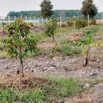 Bán đất vườn sầu riêng 2.248m2 mặt tiền kênh T5 giá 3,1 tỷ tại Phú An - Ảnh thu nhỏ 1