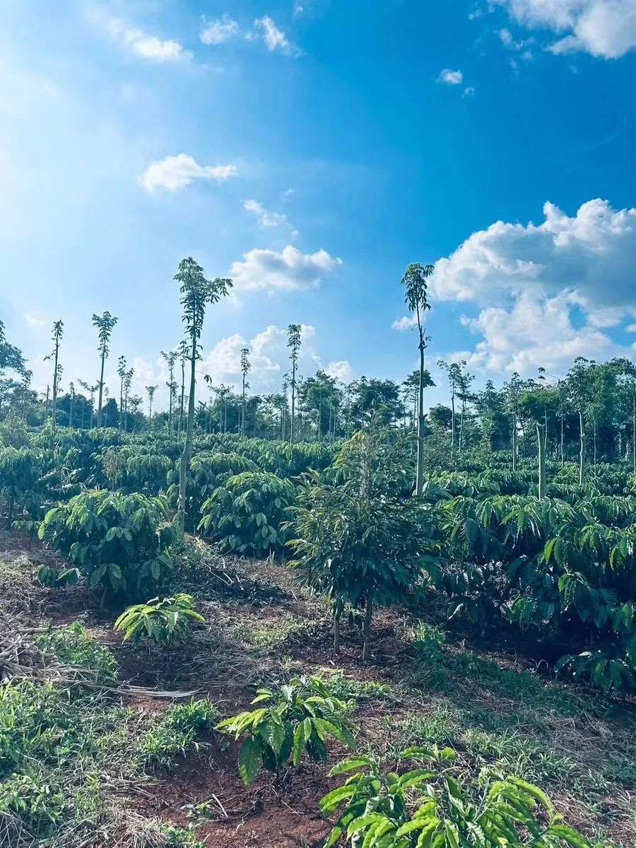 Bán 1,4 ha rẫy cà phê Đắk Lắk gần Hồ Ea Nhái - Ảnh thu nhỏ 4