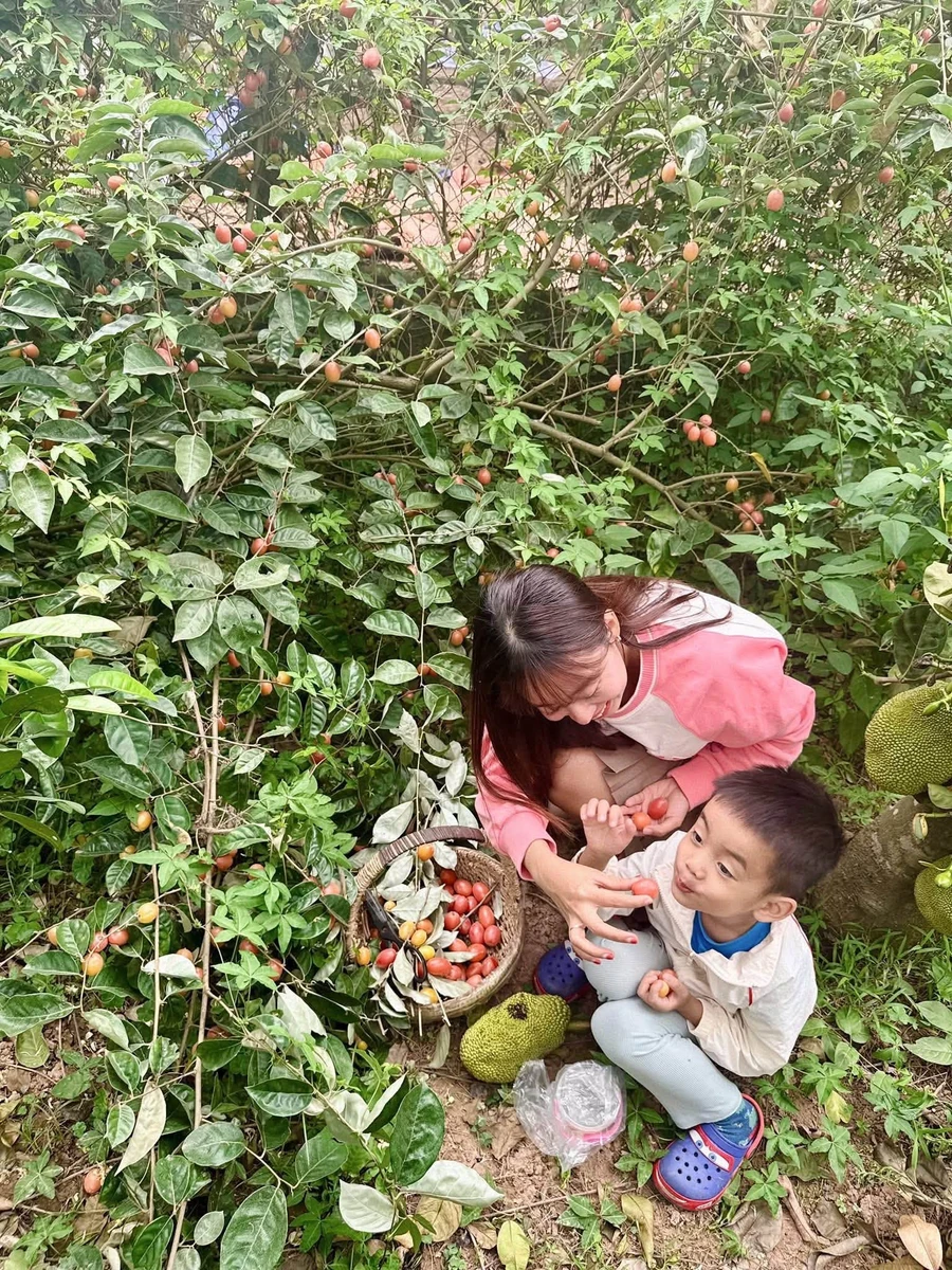 Bán nhà vườn 1PN 525m2 Mỹ Đình Hà Nội 4 tỷ - Ảnh 1
