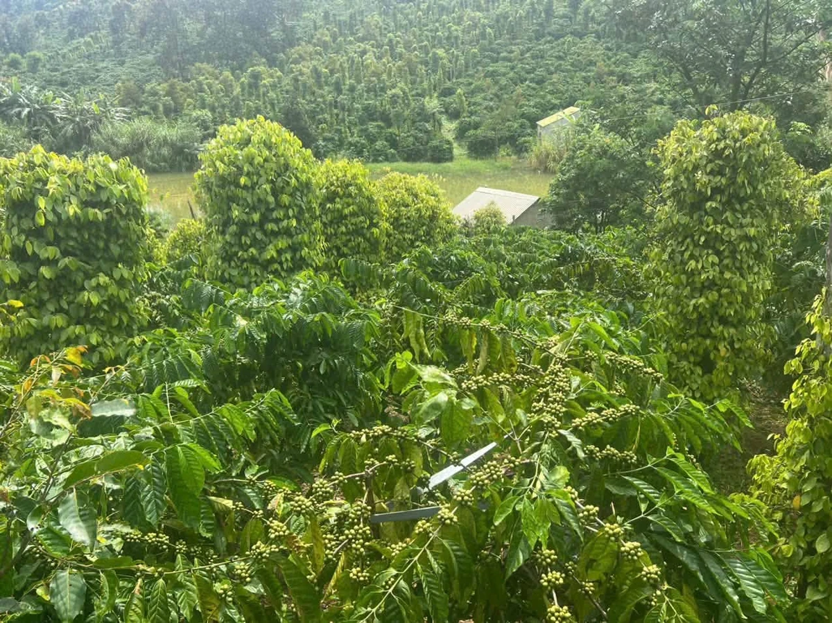 Bán đất 1.1 hecta Xã Thuận An Đắk Mil 2.7 tỷ - Ảnh thu nhỏ 3