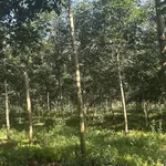 Cơ hội hiếm chỉ 15 tỷ sở hữu 80.000m2 đất cao su Đồng Nai, đón đầu đô thị biên giới tương lai - Ảnh thu nhỏ 2