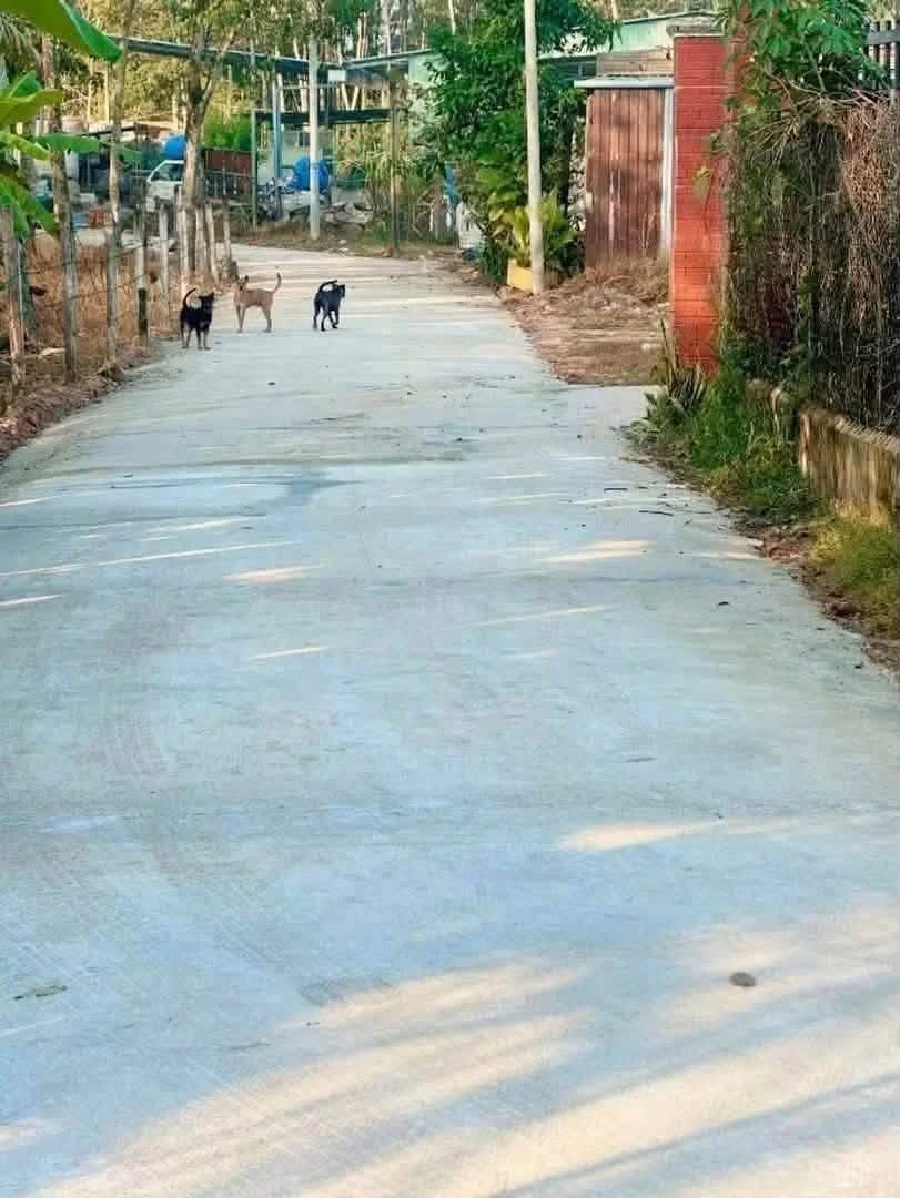 Nhà vườn rộng 1.411m2 với vườn cây ăn trái tại An Điền - Ảnh 1