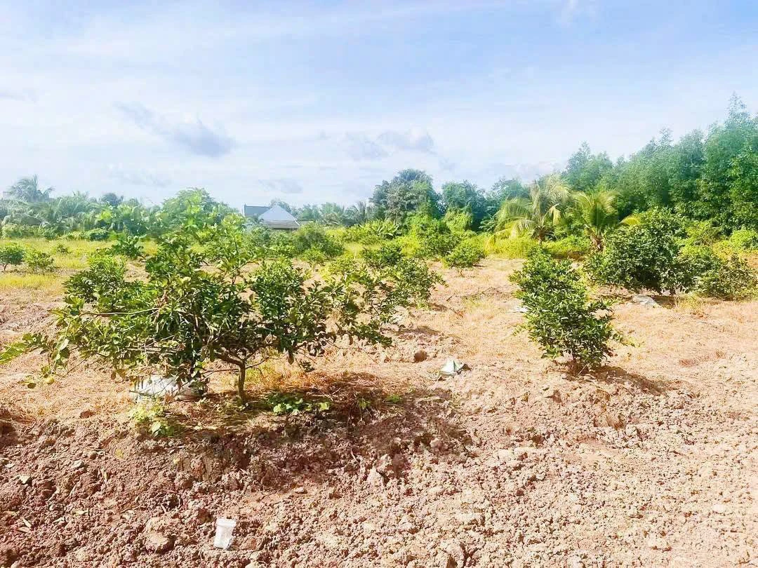Bán 2 lô đất vườn liền kề 500m2 giá 760 triệu tại xã Thạnh Hòa, Bến Lức, Long An - Ảnh thu nhỏ 4