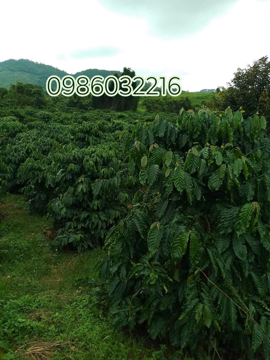 Bán đất rẫy cà phê 4.3 ha Gia Nghĩa, Đắk Nông - Ảnh 1
