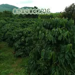 Bán đất rẫy cà phê 4.3 ha Gia Nghĩa, Đắk Nông - Ảnh thu nhỏ 1