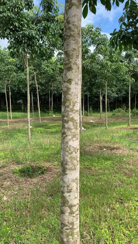 Bán 3,2 ha đất cao su Phú Riềng, Bình Phước, 1 tỷ 550/ha