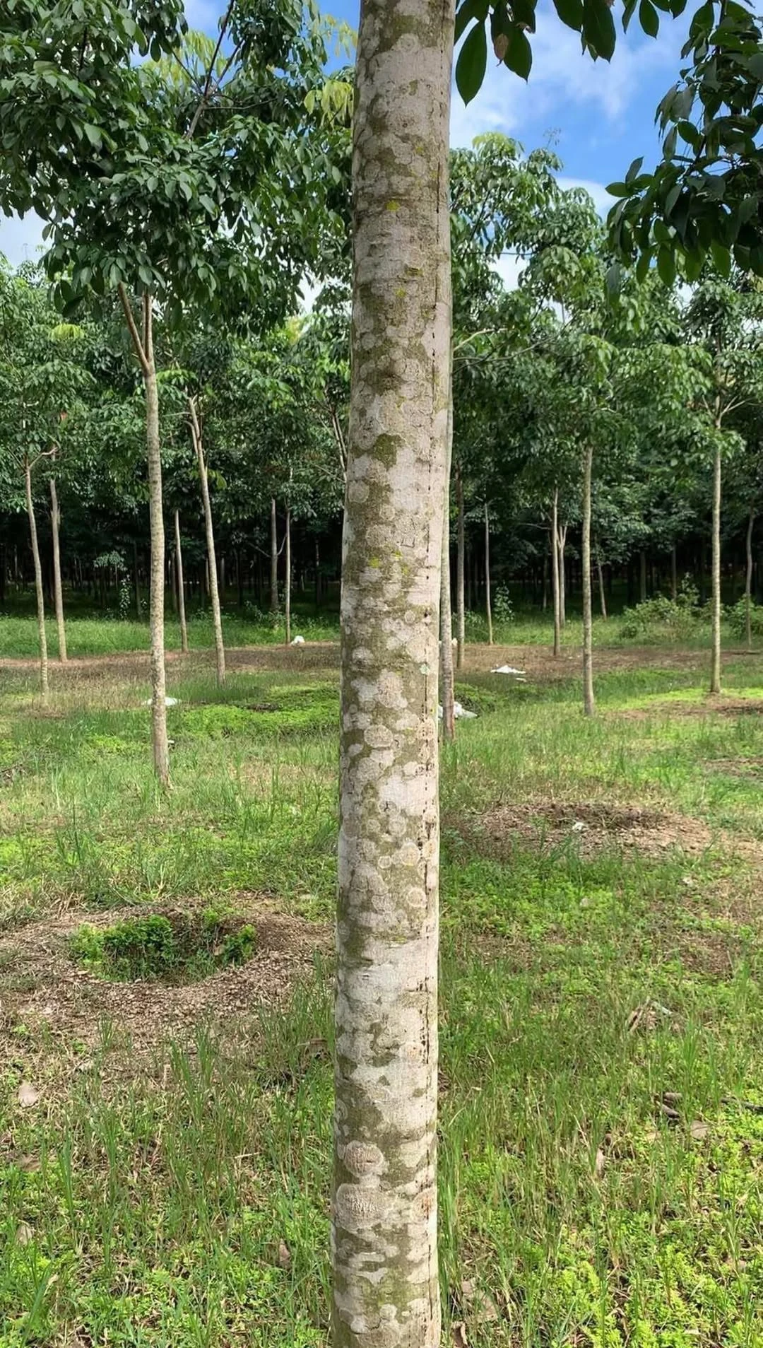 Bán 3,2 ha đất cao su Phú Riềng, Bình Phước, 1 tỷ 550/ha - Ảnh 1