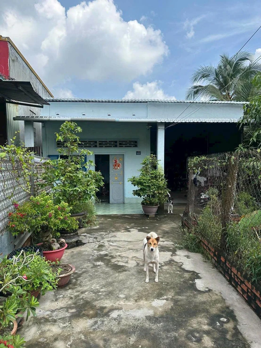Bán đất 300m2 (100m2 thổ cư) có vườn dừa, nhà cấp 4, hẻm Huỳnh Văn Cận, Phường 8 - Ảnh thu nhỏ 2