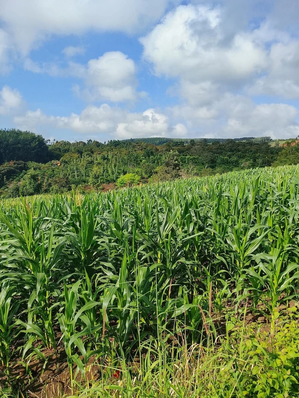 Bán đất trống 1 hectare Đắk Mil, Lâm Đồng - 750 triệu