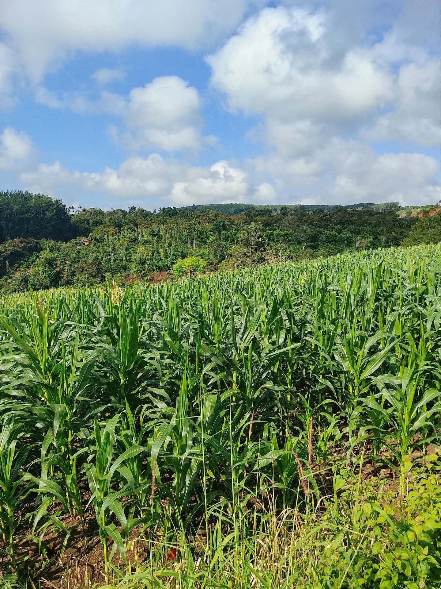 Bán đất trống 1 hectare Đắk Mil, Lâm Đồng - 750 triệu - Ảnh 1