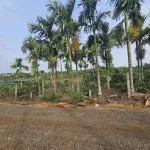 Tặng vườn cau sở hữu ngay lô đất full thổ cư giá 239tr Ea Ning Cư Kuin - 0971 801 *** - Ảnh thu nhỏ 10
