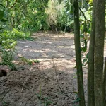 Bán đất nền Ấp Mỹ Phú Đất Liền, diện tích 283,6 m2. Có sẵn 80m2 là đất thổ cư - Ảnh thu nhỏ 5