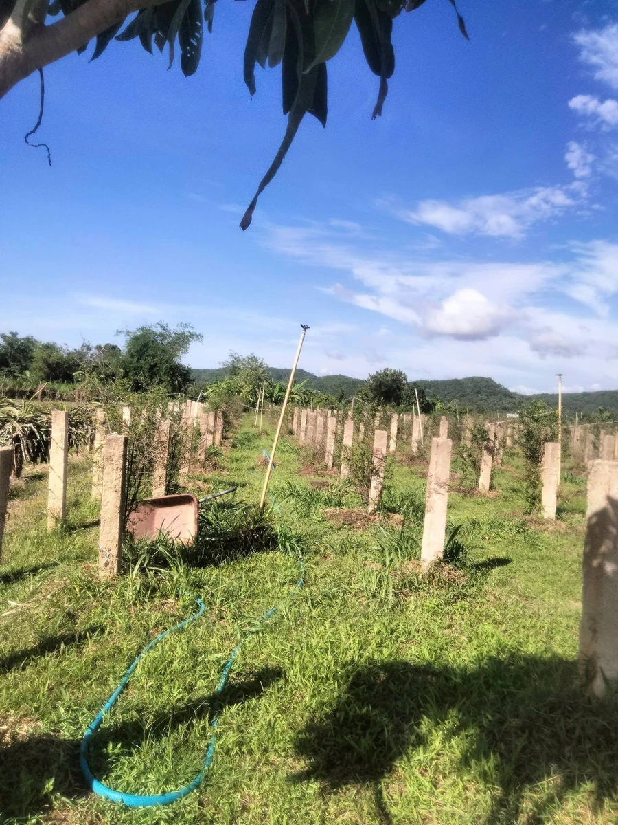 Bán 6.000m² đất Thuận Hòa Hàm Thuận Bắc 1,1 tỷ - Ảnh thu nhỏ 3