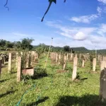 Bán 6.000m² đất Thuận Hòa Hàm Thuận Bắc 1,1 tỷ - Ảnh thu nhỏ 3