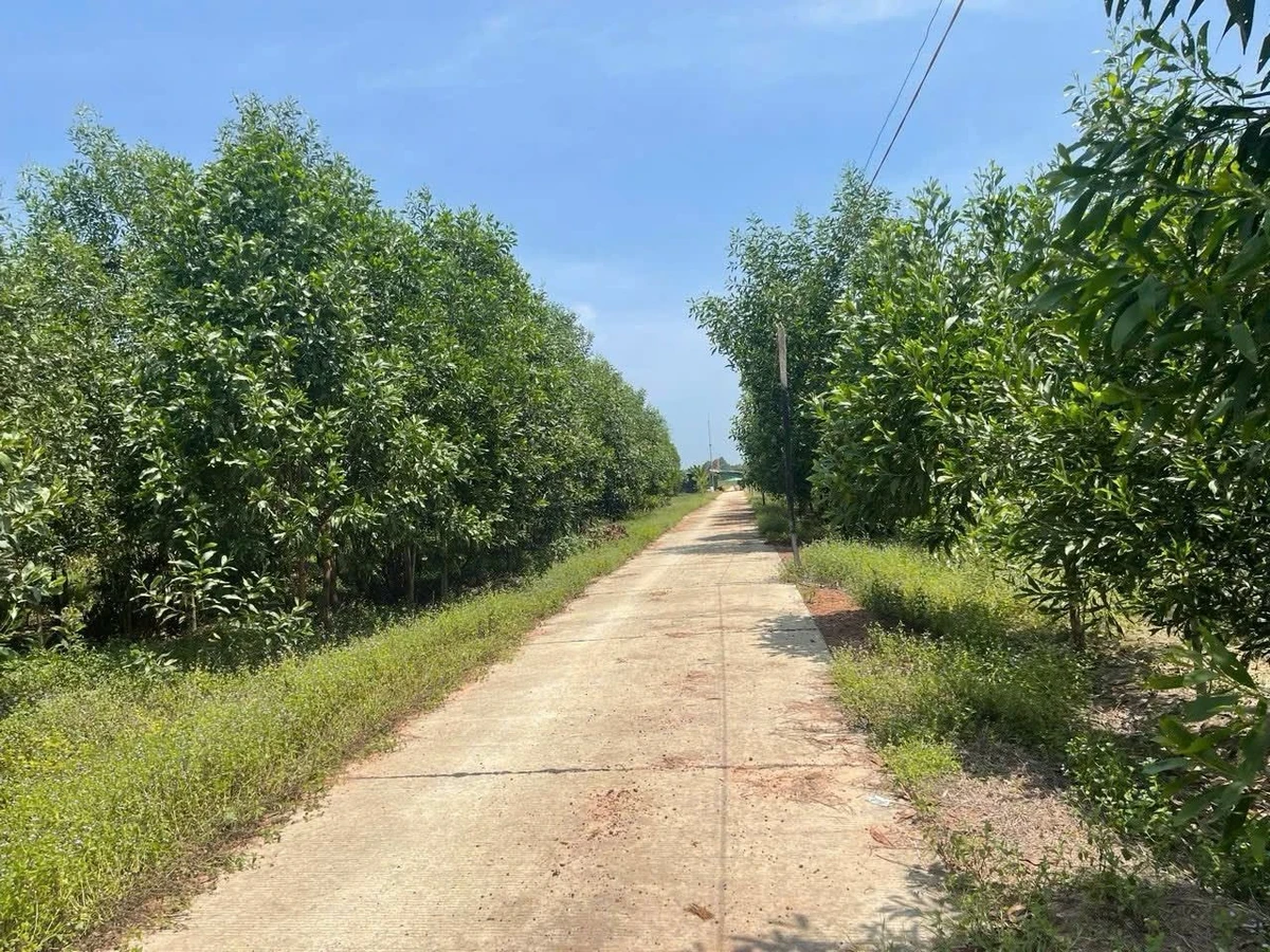 Bán đất Tây Ninh 1,7 ha mặt tiền đường 850 triệu - Ảnh 1