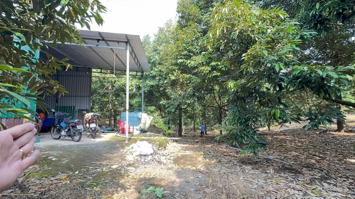 Bán đất vườn sầu riêng 4.000m² Tân Phú, Đồng Nai 3,2 tỷ - Ảnh thu nhỏ 4