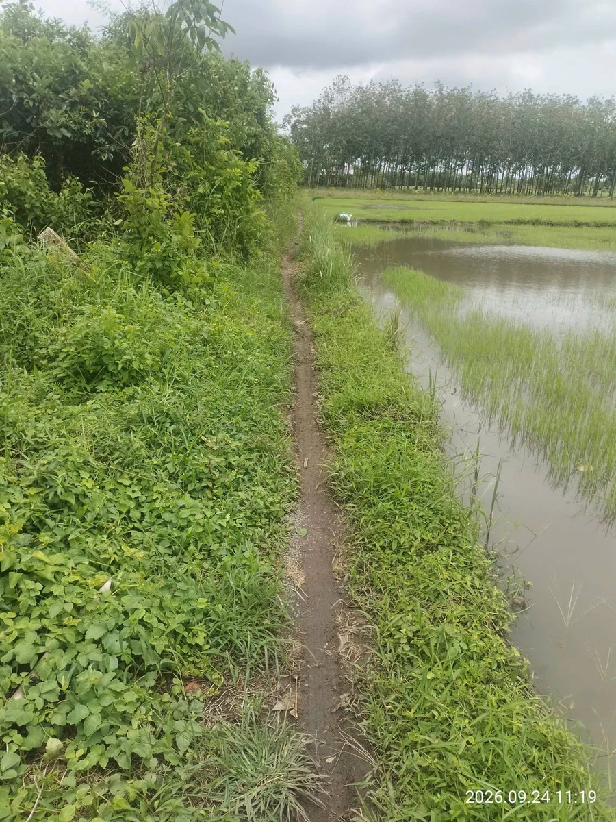 Bán đất ruộng 2.6 công Tây Ninh 300 triệu - Ảnh thu nhỏ 3