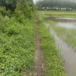 Bán đất ruộng 2.6 công Tây Ninh 300 triệu - Ảnh thu nhỏ 3