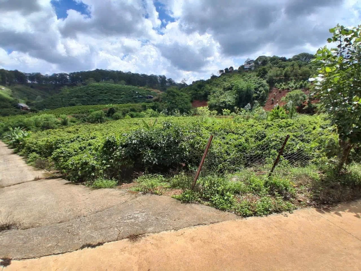 Bán 4.400m² đất nông nghiệp trồng cà phê Xuân Sơn - Ảnh thu nhỏ 4