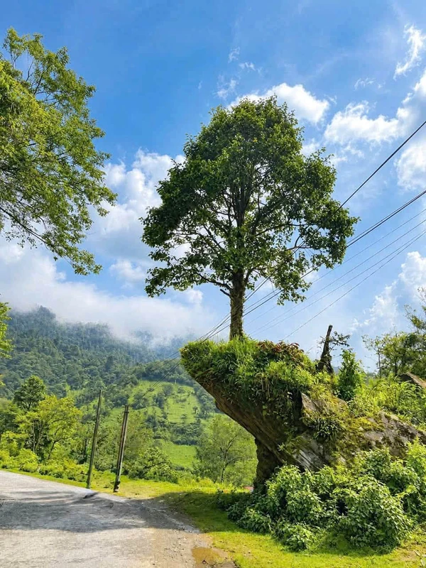 Bán đất Ngũ Chỉ Sơn Sa Pa 3.000m² 4,2 tỷ