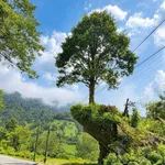 Bán đất Ngũ Chỉ Sơn Sa Pa 3.000m² 4,2 tỷ - Ảnh thu nhỏ 1