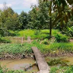 Bán đất vườn sầu riêng Thái 1500m2 tại Tiên Long, Tân Phú giá 820 triệu - Ảnh thu nhỏ 2