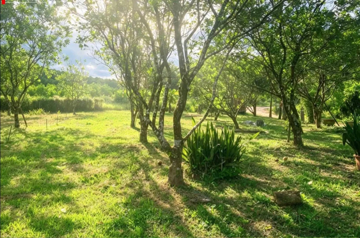 Bán đất 1.000m² có nhà nhỏ tại Phong Điền, Huế - Ảnh thu nhỏ 4