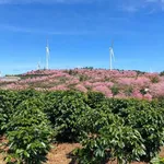 Bán 1.000m² đất view đẹp Cầu Đất, Đà Lạt 3,5 tỷ - Ảnh thu nhỏ 1