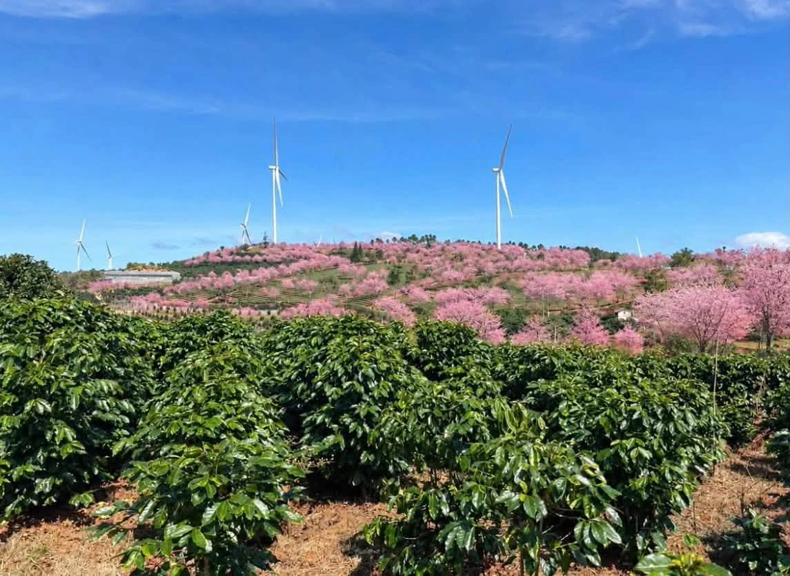 Bán 1.000m² đất view đẹp Cầu Đất, Đà Lạt 3,5 tỷ - Ảnh 1