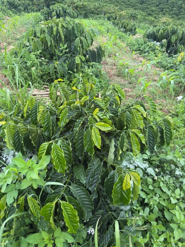 Bán đất Phúc Thọ 1980m² sổ đầy đủ 2 tỷ 300 - Ảnh 1